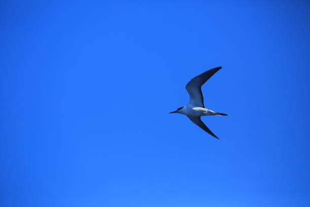 сажистая крачка, летящая в голубом небе - sooty tern стоковые фото и изображения