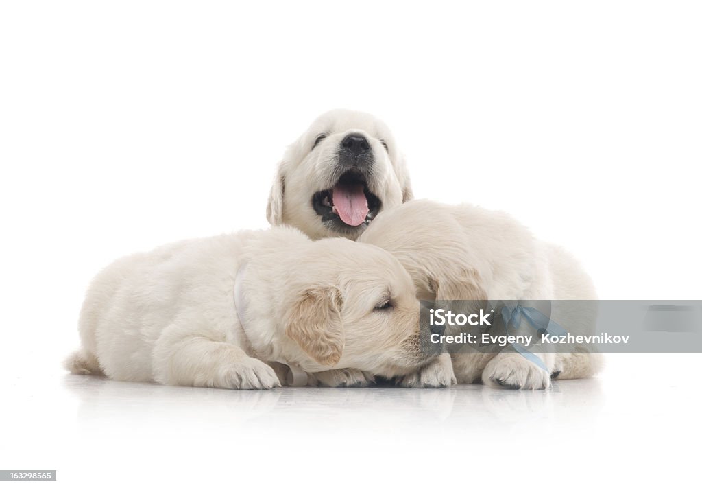 小さなかわいいゴールドレトリバー子犬で、白背景 - イヌ科のロイヤリティフリーストックフォト