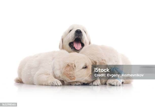 小さなかわいいゴールドレトリバー子犬で白背景 - イヌ科のストックフォトや画像を多数ご用意 - イヌ科, クローズアップ, ゴールデンレトリバー