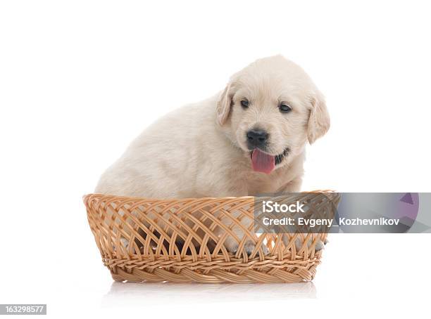 Pequeña Monada Golden Retriever Cachorro Sobre Fondo Blanco Foto de stock y más banco de imágenes de Animal
