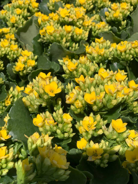 istock Kalanchoe Flower 1632989908