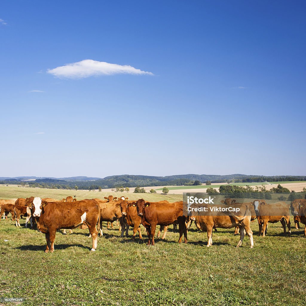 Mucche al pascolo su un bel pascolo verde - Foto stock royalty-free di Agricoltura