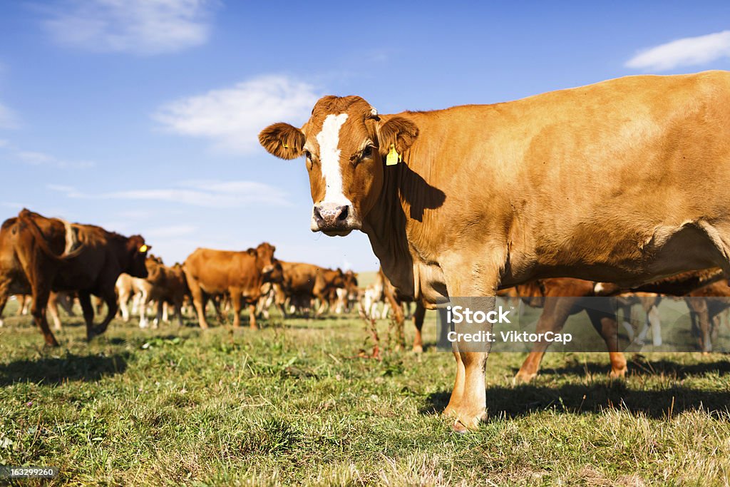 Mucche al pascolo su un bel pascolo verde - Foto stock royalty-free di Agricoltura