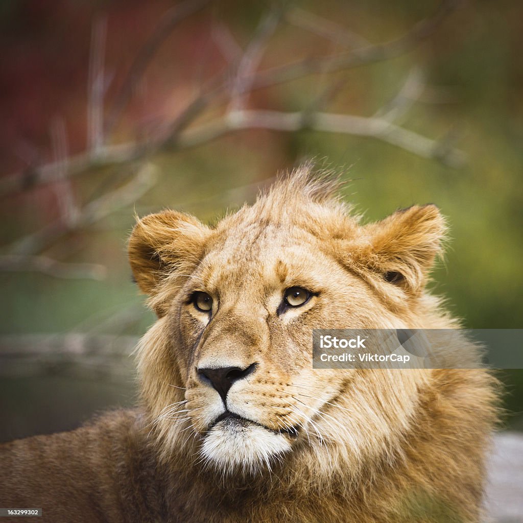 Close-up Ritratto di una maestosa Leonessa, Panthera Leo) - Foto stock royalty-free di Africa