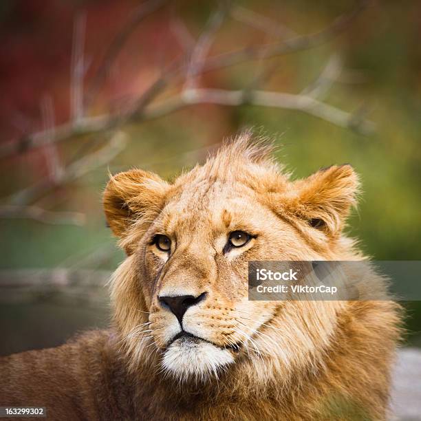 Closeup Ritratto Di Una Maestosa Leonessa Panthera Leo - Fotografie stock e altre immagini di Africa