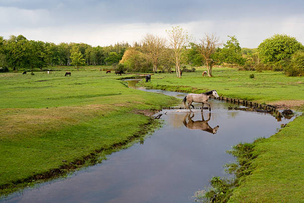 New Forest Pony Crossing River stock photo