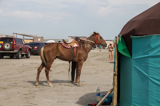 Uralsk, Kazakhstan (Qazaqstan), 29.07.2023 - Beautiful bay horse near the yurt on the lake Shalkar in the West Kazakhstan region