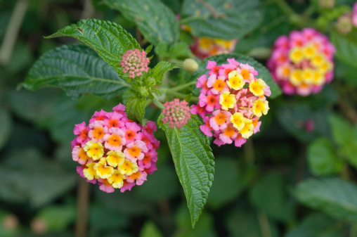 The flowers of the tropical plant Lantana camara, also known as Spanish Flag or West Indian Lantana. Mexico.