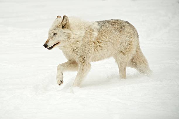 istock Gray Wolf in the Newly Fallen Snow 163301864