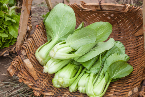 harvested bok choi in bamboo container in the country side