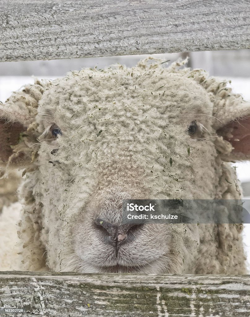 Retrato de uma ovelha olhando você entre muro barras - Foto de stock de Animal royalty-free