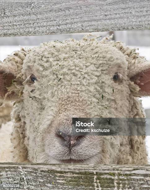 Foto de Retrato De Uma Ovelha Olhando Você Entre Muro Barras e mais fotos de stock de Animal