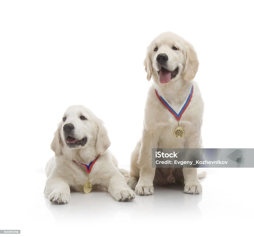 Pequeno lindo Filhote de retriever dourado, no fundo branco - Foto de stock de Animal royalty-free