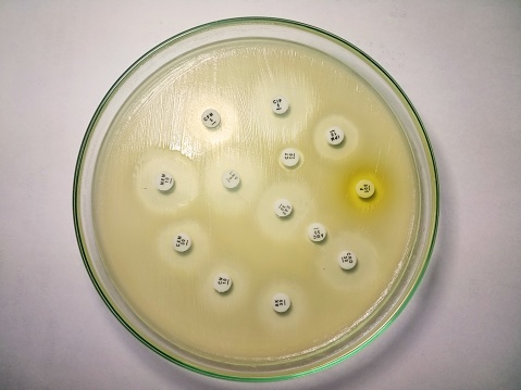 A sensitivity test of E coli in macconkey agar media.