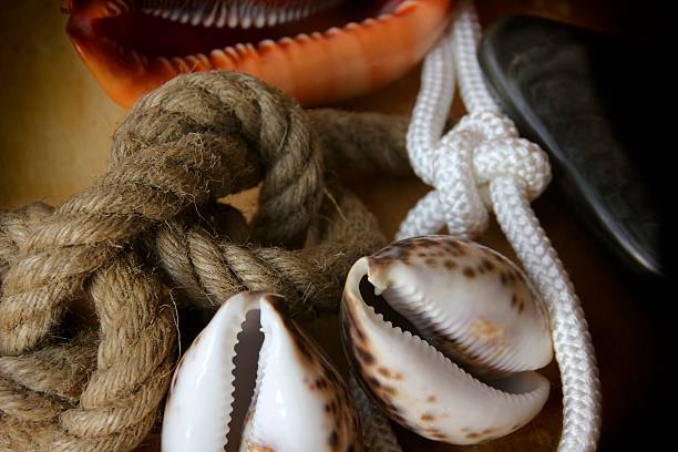 nodi di corda e conchiglie - rope sisal shell tied knot foto e immagini stock