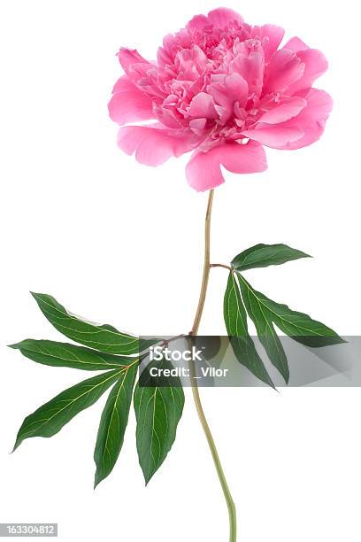 Peónia - Fotografias de stock e mais imagens de Cor de rosa - Cor de rosa, Cor verde, Figura para recortar