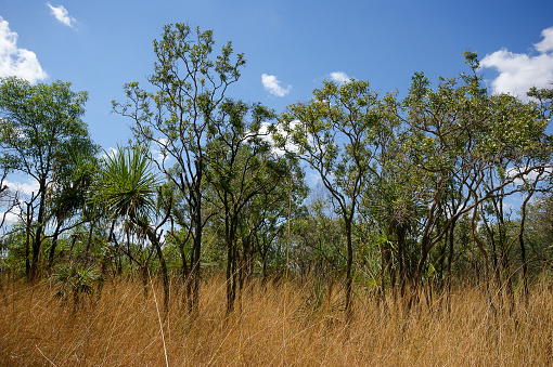 Bushland in the Northern Territory (Australia) in the dry season: dry grass and green trees with blue sky.