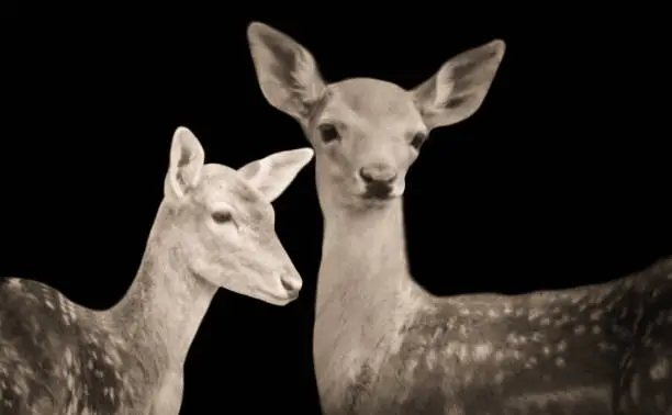 Beautiful Deer Family Head Closeup