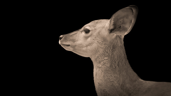 Innocent Deer Cute Face Portrait Head
