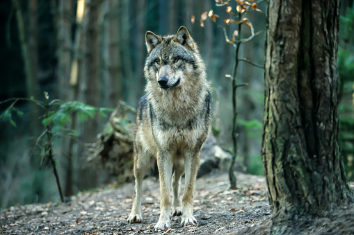 Gray Wolf or Timber wolf (Canis lupus lycaon)