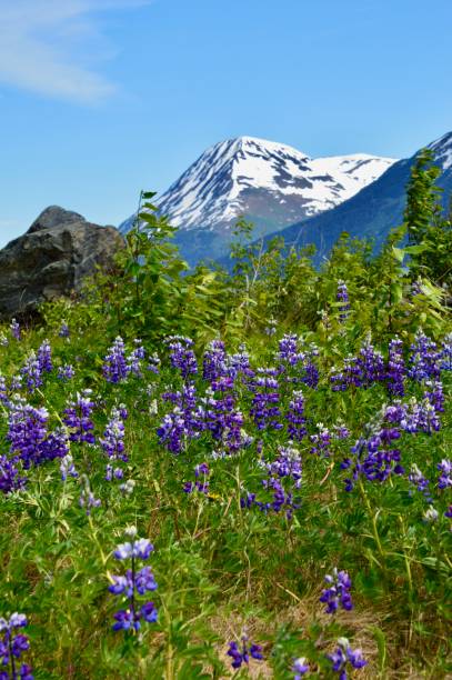 montañas kenai con flores silvestres de lupino a lo largo del brazo turnagain - girdwood fotografías e imágenes de stock