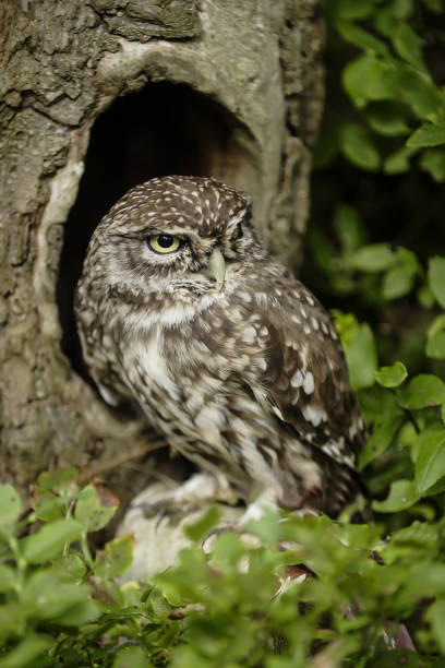 istock Eurasian Pygmy-owl (glaucidium passerinum ) 1633067103