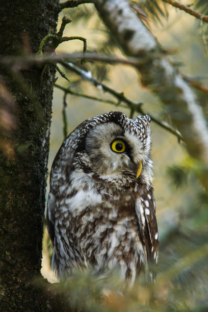 istock Tengmalm's Owl (Aegolius funereus) 1633068750