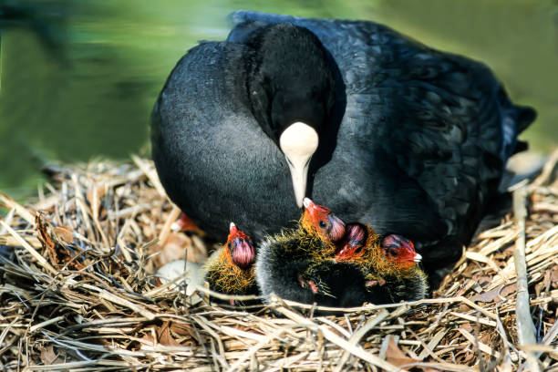 istock Common coot (Fulica atra) with chicks on nest, Hesse, Germany, Europe 1633071952