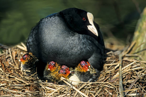 istock Common coot (Fulica atra) with chicks on nest, Hesse, Germany, Europe 1633071963