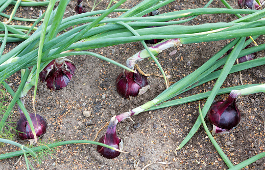 Onion plants row growing on field, close up.