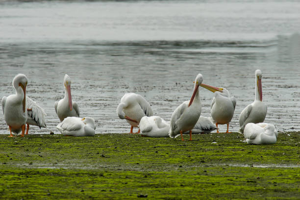 istock Brown pelicane (Pelicanus occidentalis),Florida,USA 1633078304
