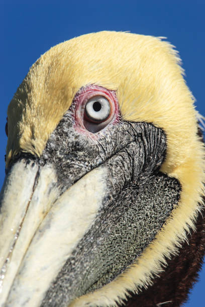 istock Brown pelicane (Pelicanus occidentalis),Florida,USA 1633078323