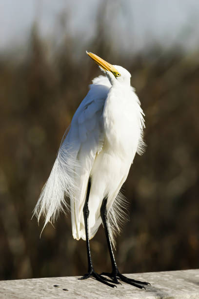 istock Silver Heron (Ardea alba),Everglades,Florida,USA 1633080993