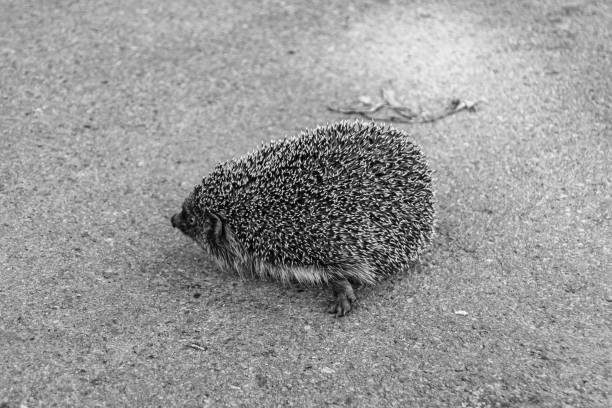 Portrait of a brazil porcupine