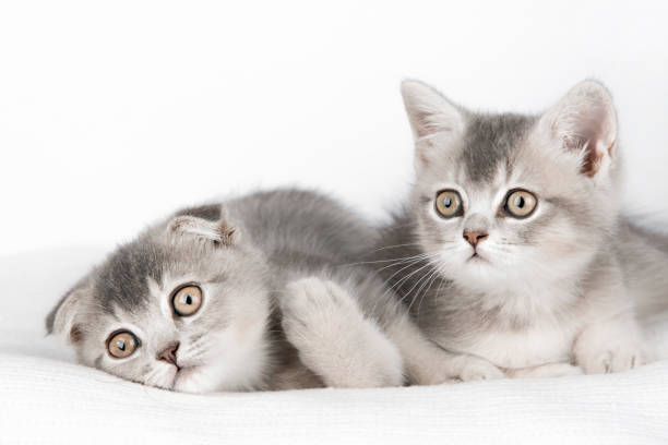 istock two cute gray kittens close up 1633084245