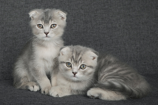 two cute gray kittens close up