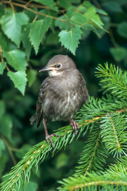 istock European Starling, singing bird (vulgaris common) 1633090066