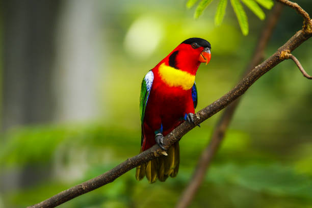istock Black-capped Lory or Tricolored Lory (Lorius lory) 1633093212