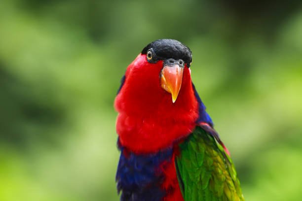istock Black-capped Lory or Tricolored Lory (Lorius lory) 1633093233