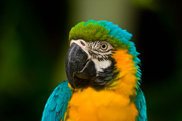 istock Parrot, Blue-and-yellow Macaw (Ara ararauna) 1633093782