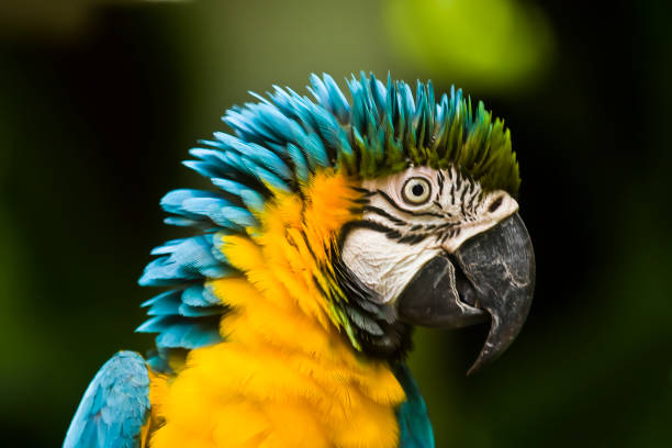 istock Parrot, Blue-and-yellow Macaw (Ara ararauna) 1633093783