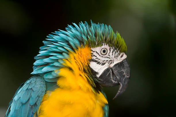 istock Parrot, Blue-and-yellow Macaw (Ara ararauna) 1633093808