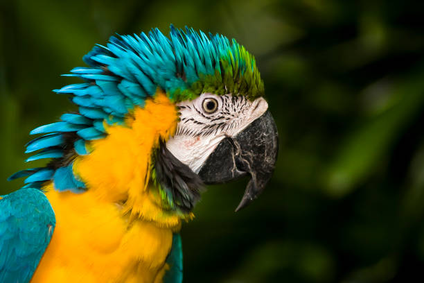 istock Parrot, Blue-and-yellow Macaw (Ara ararauna) 1633094115