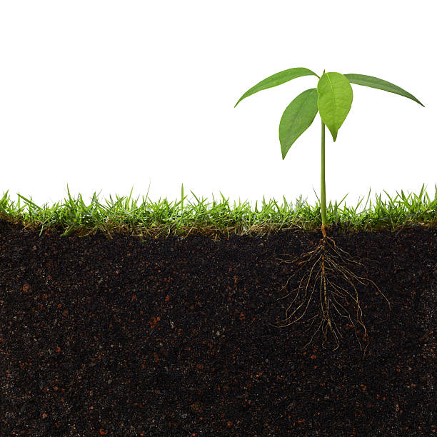 istock Cross section of small plant sprouting into soil 163310206