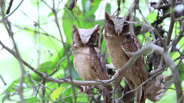 Nocturnal bird :  a couple of adult male and female White-fronted scops owl (Otus sagittatus).