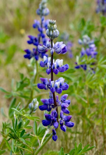 istock Lupine Wildflowers in Alaska 1633110907