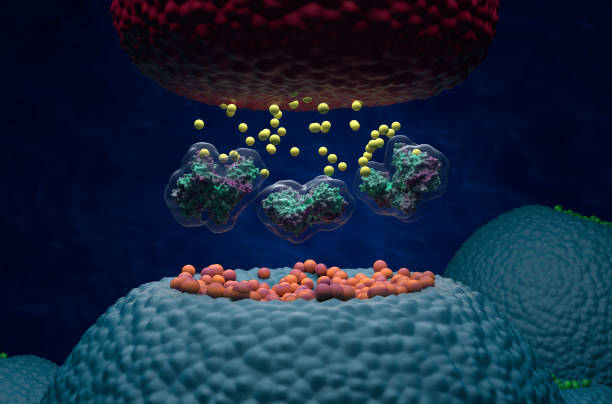 istock Botulinum neurotoxin C1 blocks neurotransmitter release - 3d illustration isometric view 1633112574