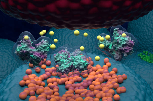 istock Botulinum neurotoxin C1 blocks neurotransmitter release - 3d illustration closeup view 1633112575