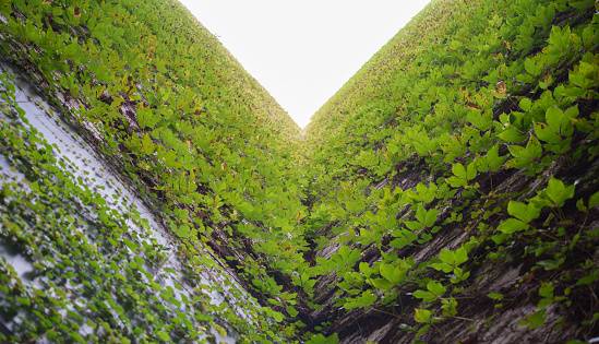 vines growing on the wall