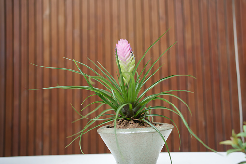 A pot of purple pineapple